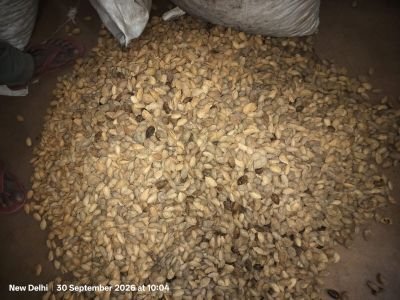 Wet Affected During Transit Inshell Almonds